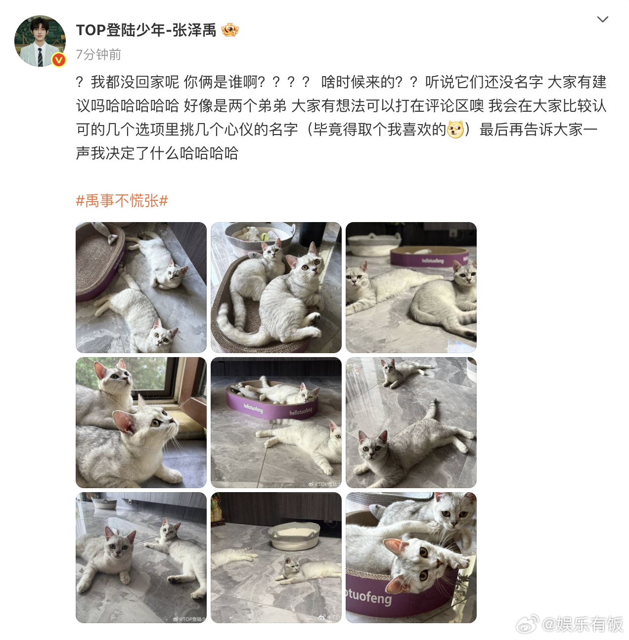 张泽禹全网给小猫征名张泽禹家里来了两只小猫 晒家里的新朋友——两只小猫，虽然现在