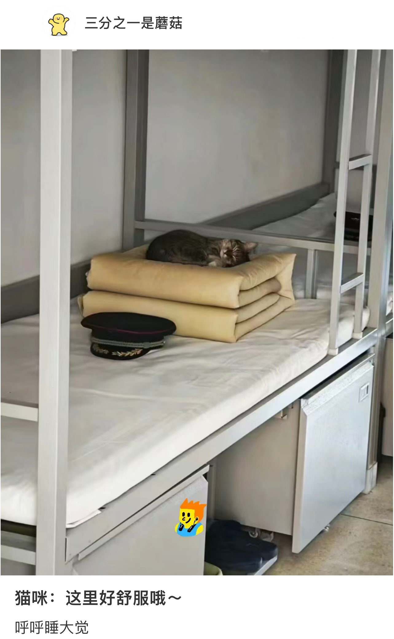 小猫长官在检查内务 ​​​