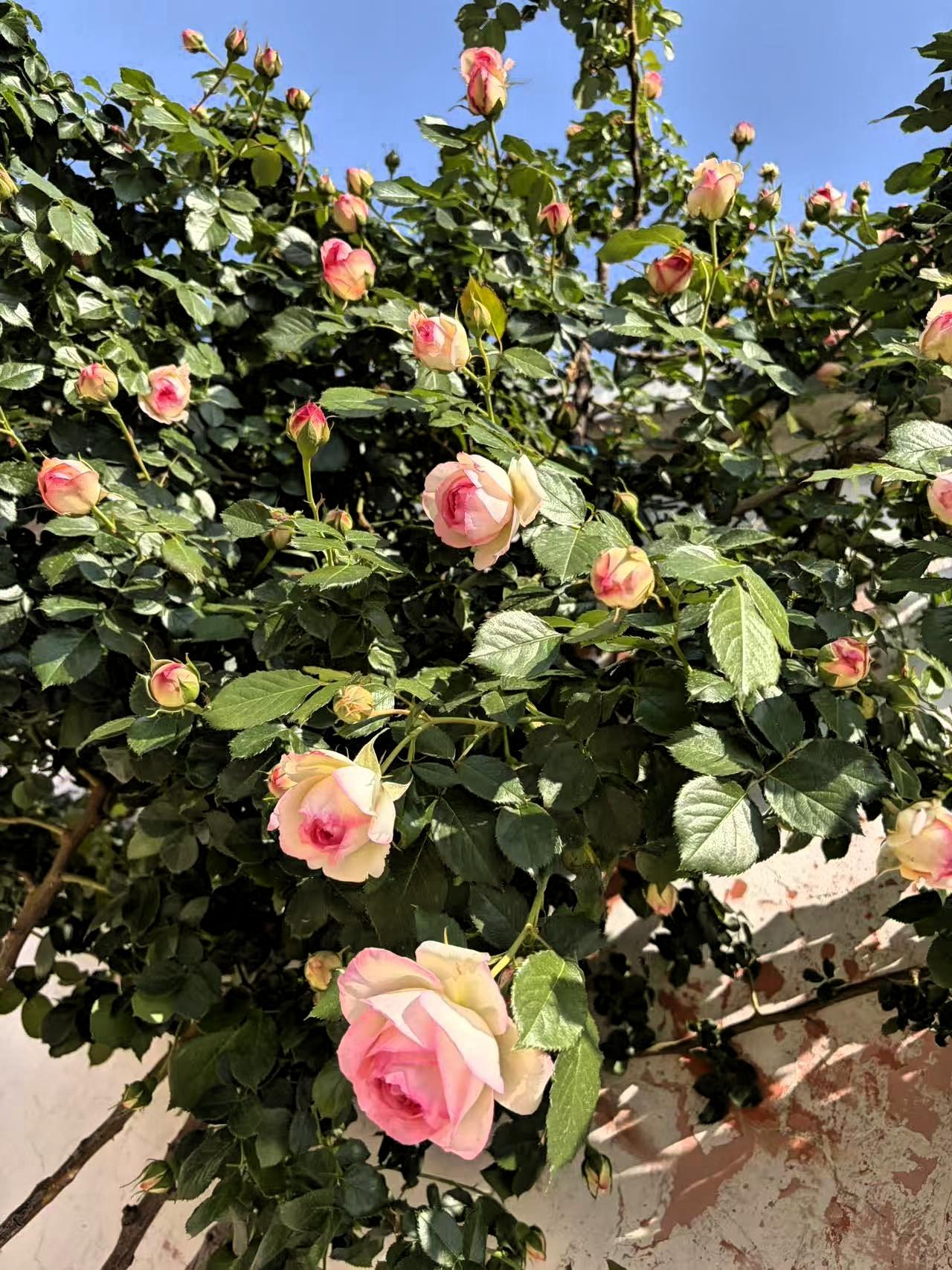 生活不止柴米油盐，还有诗与远方的唯美。
诗与远方可以是星辰大海，也可以是身边的美