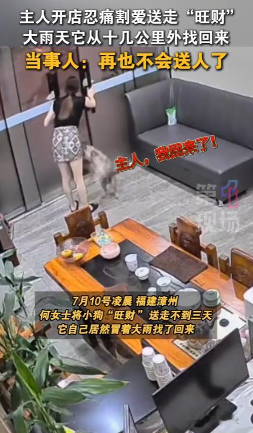 “太通人性了！”7月10日，福建漳州，一女子忍痛割爱将自己的狗送人，结果，送走不