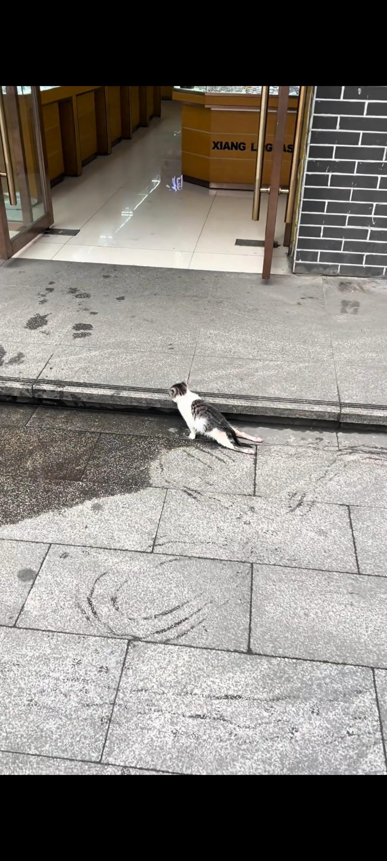 这是一只刚刚被疾驰而来的外卖小哥压断双腿的小流浪猫，即便自己已经身负重伤伤痕累累