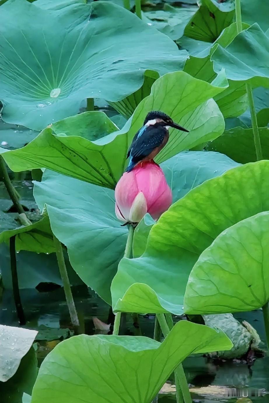 分享花草和鸟儿。