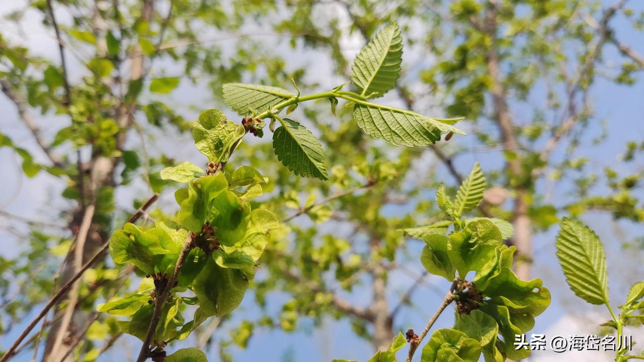 春暖花开，来自的大自然的馈赠，山东济宁泗水，山区农村野味上市了，看看哪个不能吃？