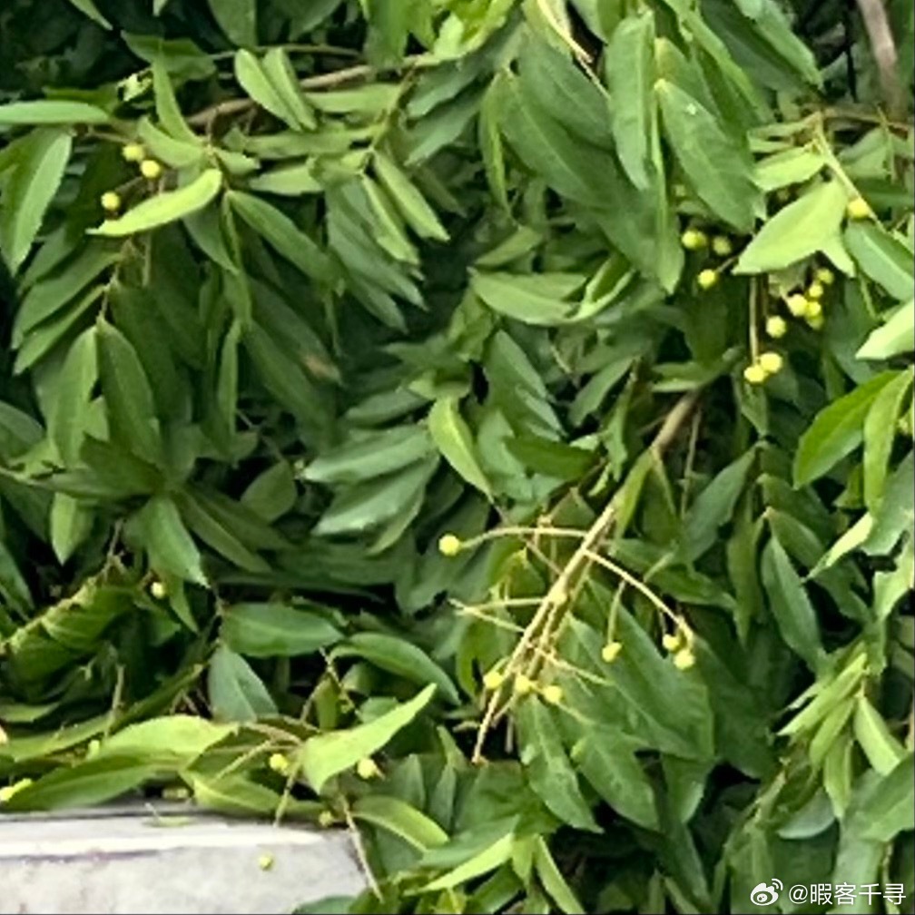 我的上班搭子——两棵亭亭如盖的无患子，被台风巴威放倒了。可惜。 
