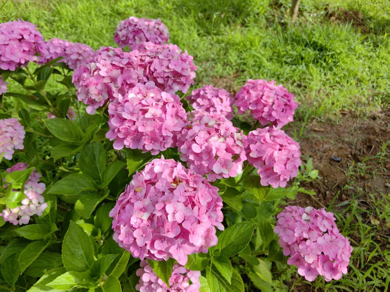 西江月•春色美2580
作者/平常心
（2026.4.10.6:23）
花盛满园