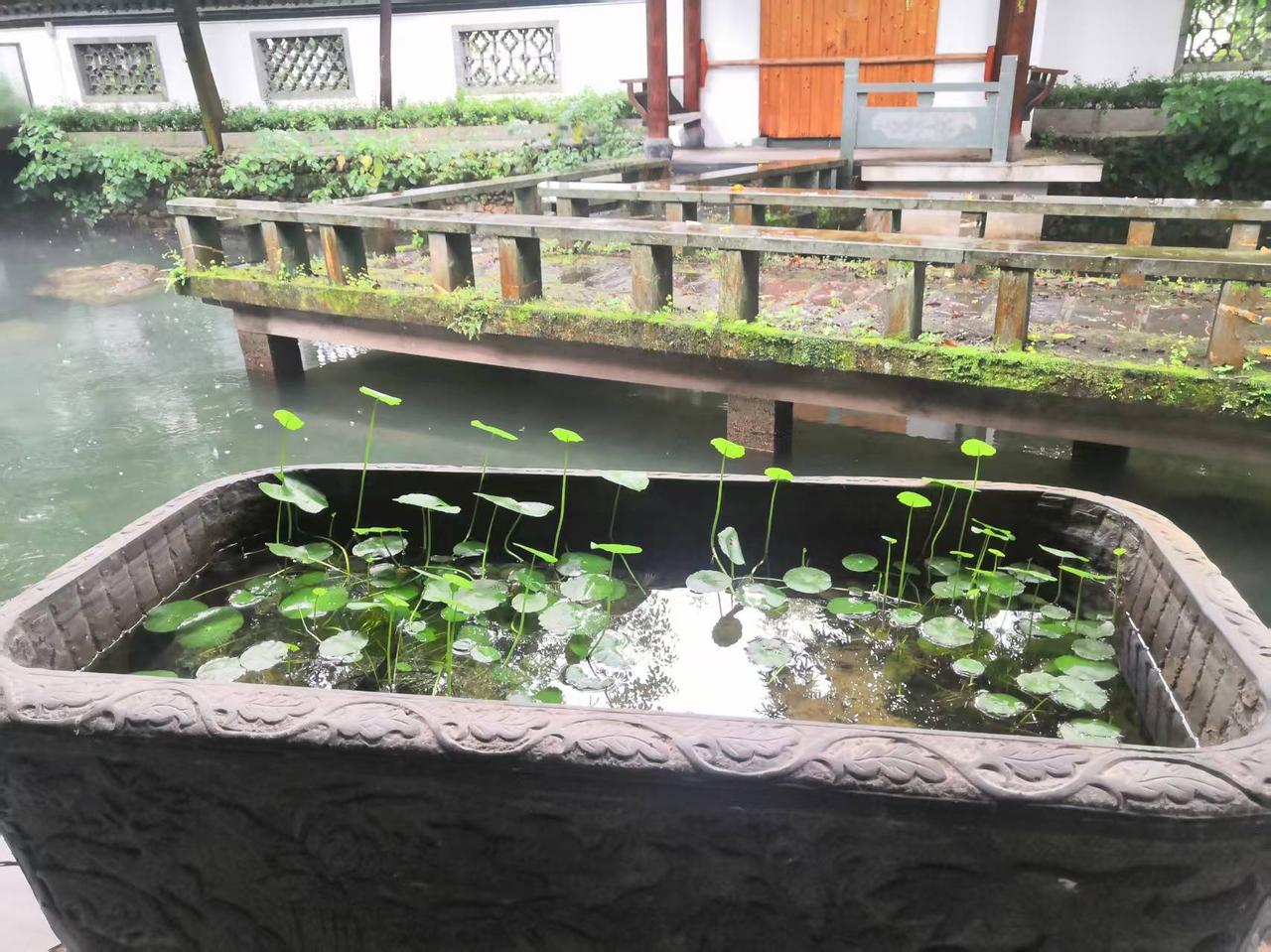 容元书院（大川小院）我们种的植物和蔬菜，有你喜欢的吗？😀😀