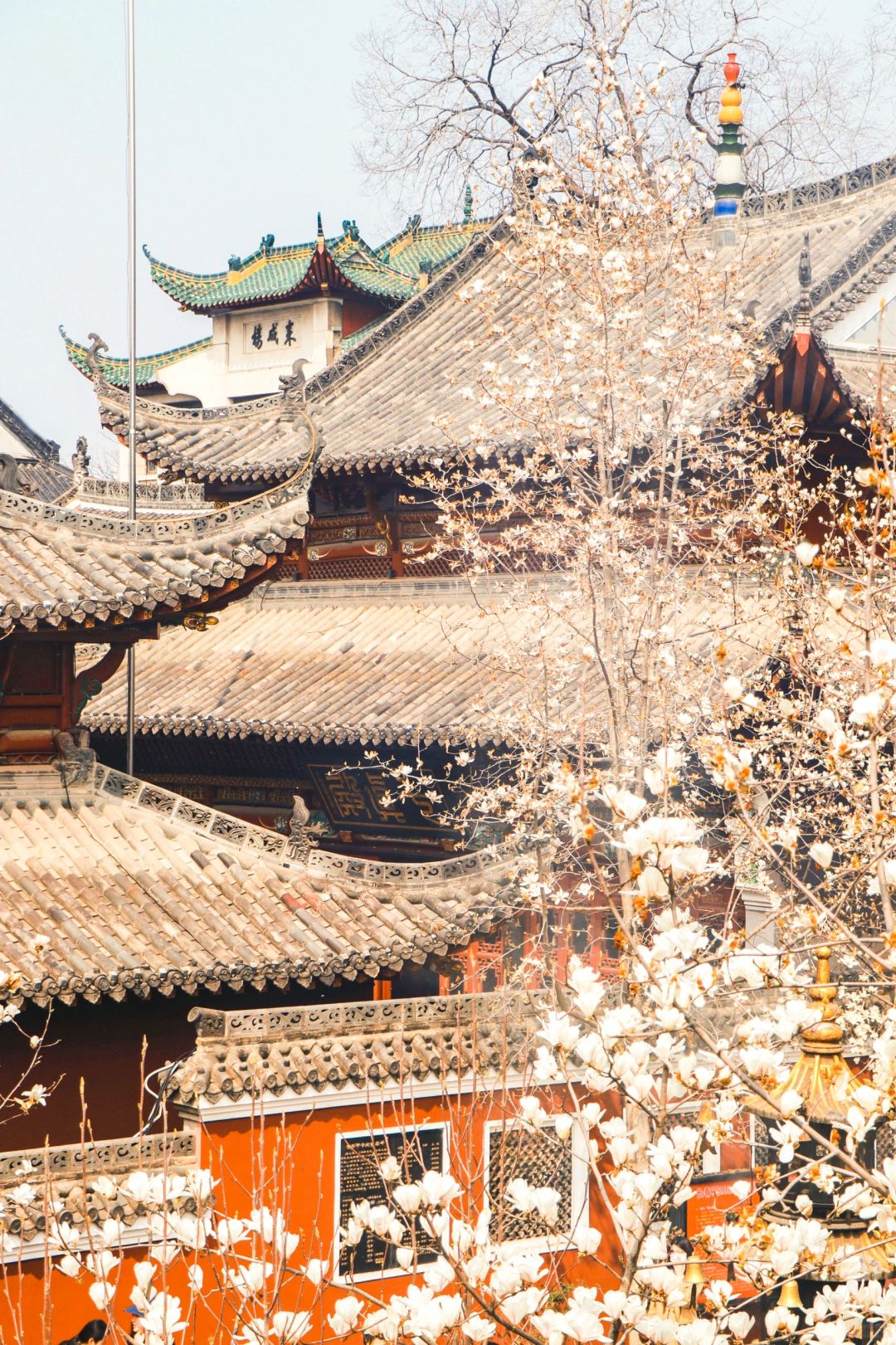 接下来武汉这里！雪后红墙玉兰真的像在故宫！