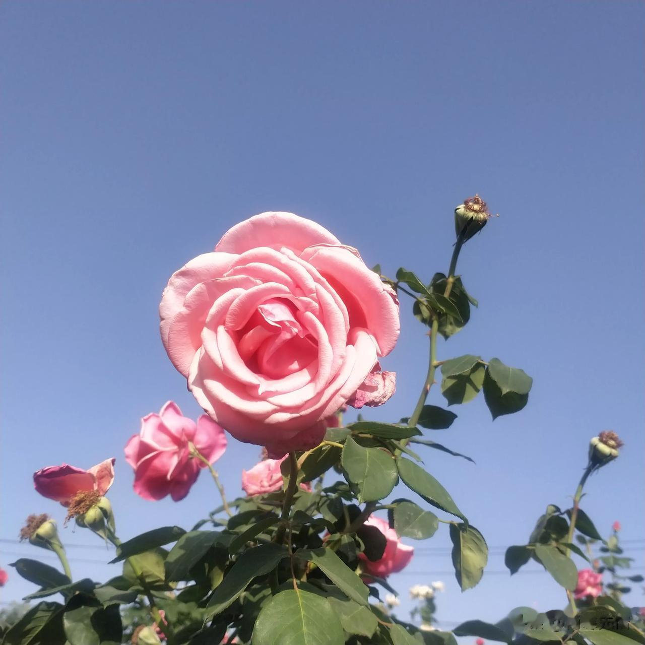 周五了，儿于回米了，进凯兴苗时问我儿
报着他们班的考试情况。看来成绩的提升才是让