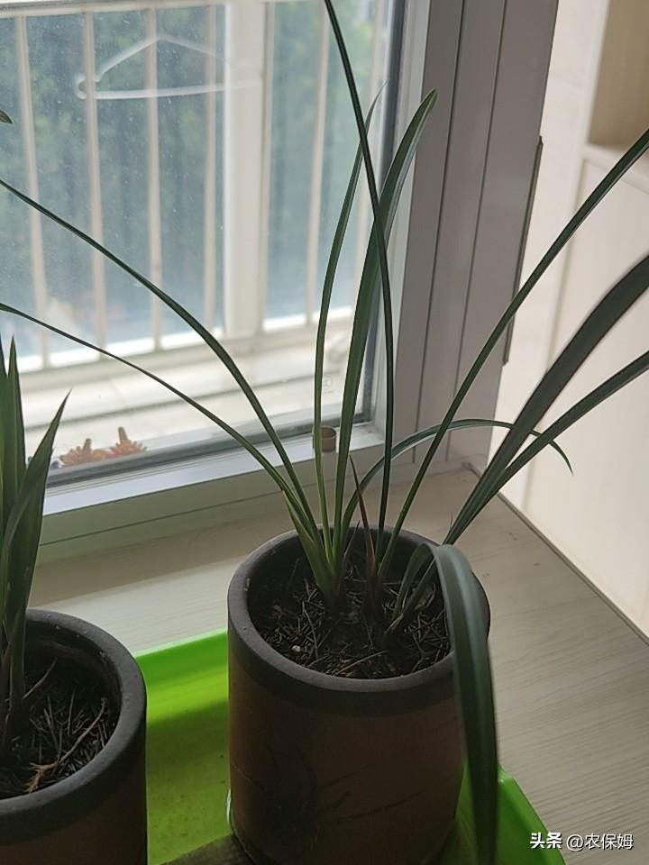 几天不见，家里的这盆兰花长得挺快的，一支苗窜的这么高了。兰花自拍