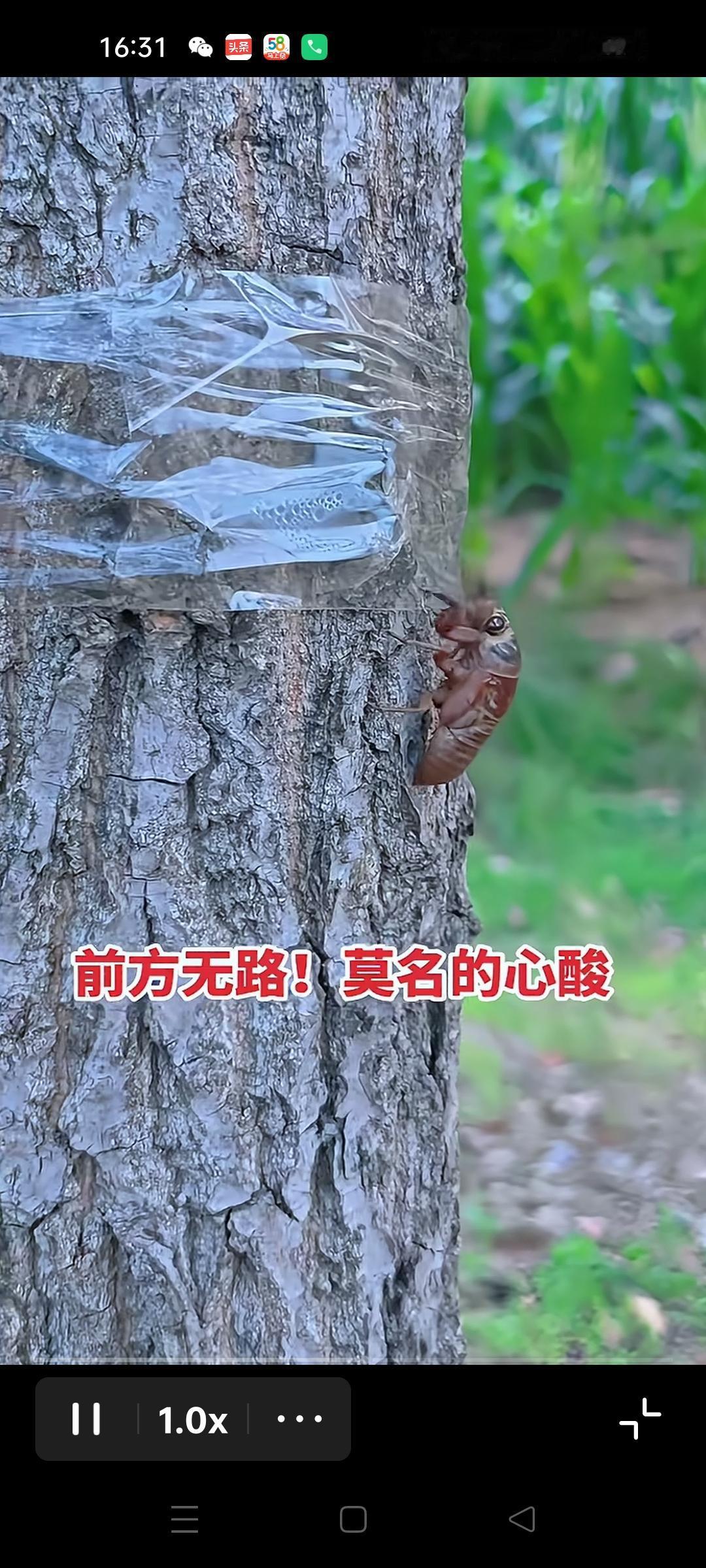 图中是一只着急脱壳的知了，它从树干的最低端，奋力的往上爬，目的就是为了尽快的爬树