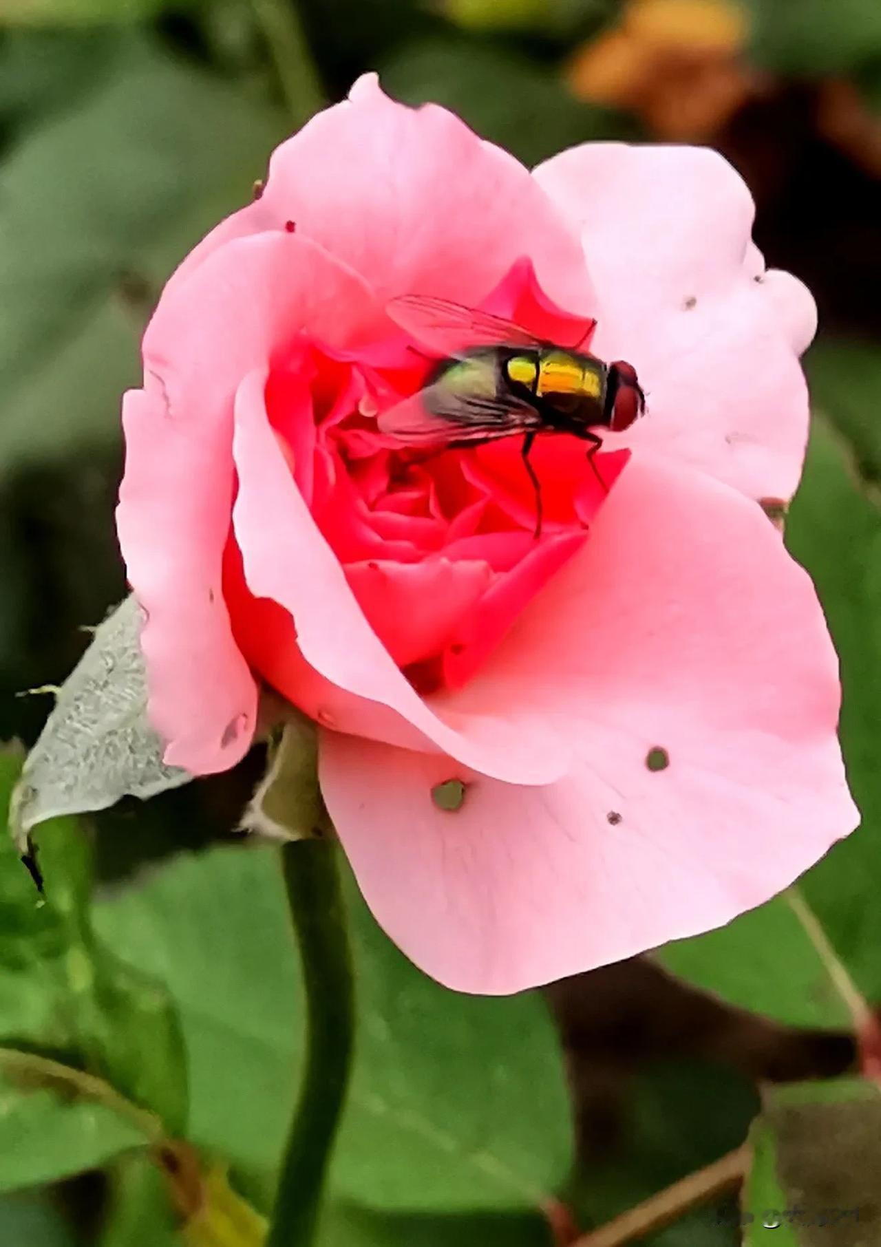 #分享手机相册里的昆虫#（原创）
这个画面不知该如何形容
主题为月季花没想到被飞