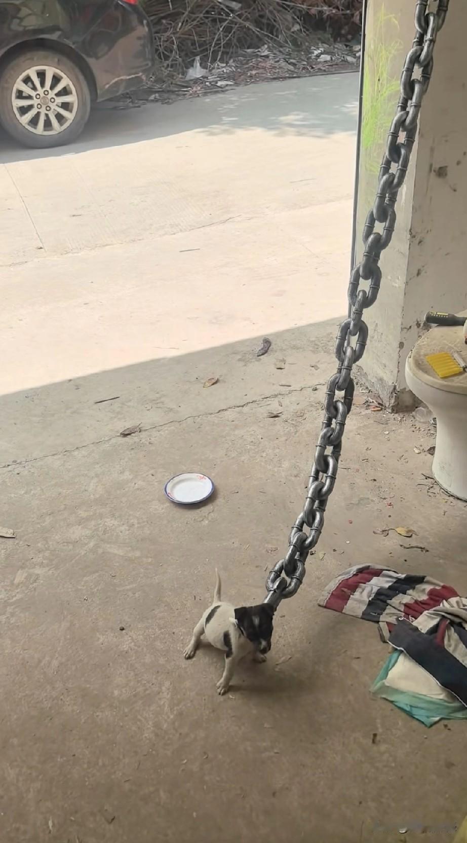 这个叫豆豆的小狗，被主人拴上一条这么大的链子，虽然这条链子不可能是铁的，但即便是