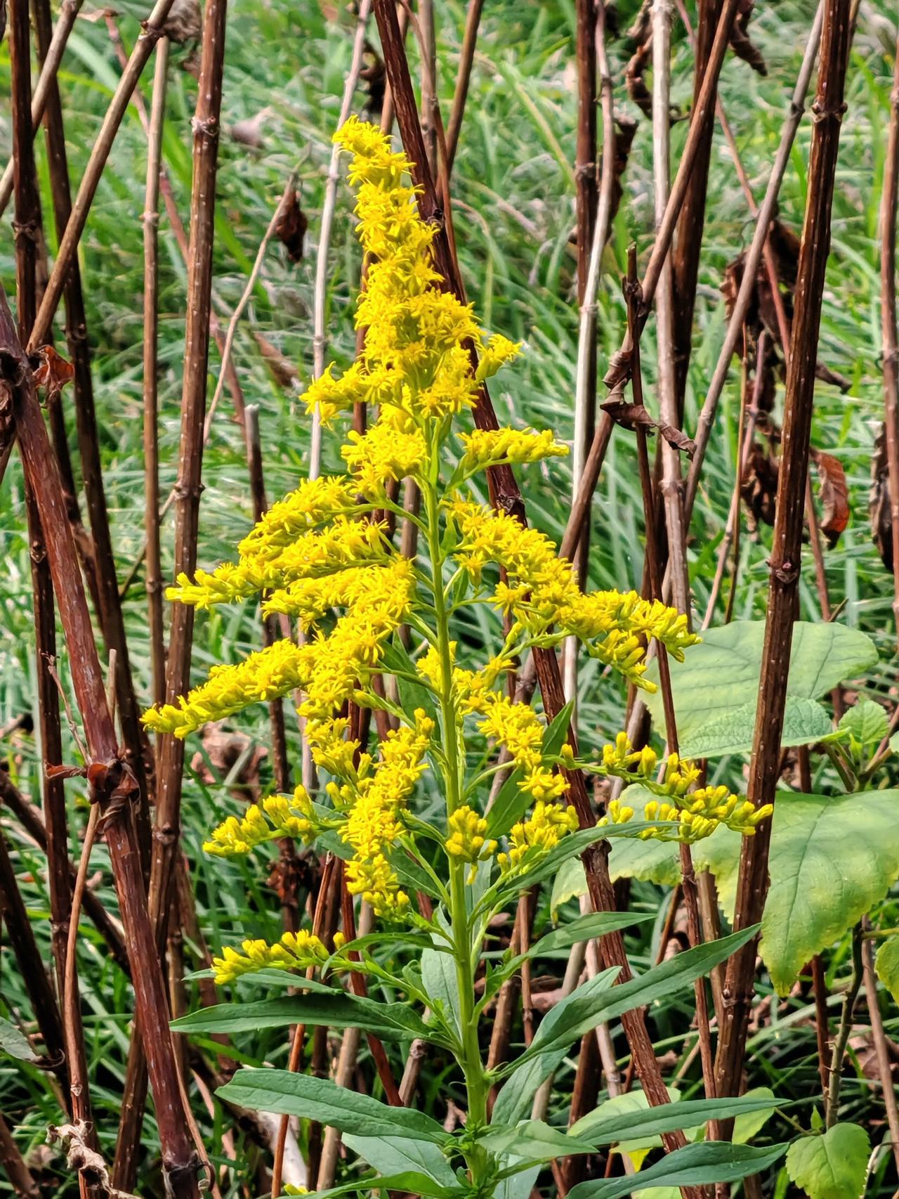 #秋日生活记录#在武汉市马鞍山森林公园散步，发现这种黄色的花，是不是“加拿大一枝