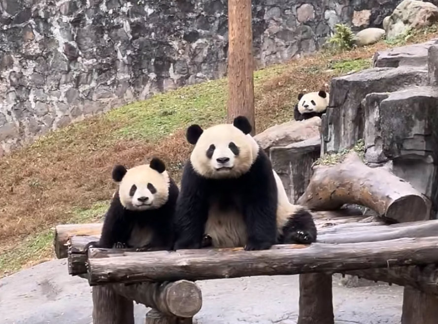 潘旺一家共用一张脸，太可爱了！！🐼🐼🐼 