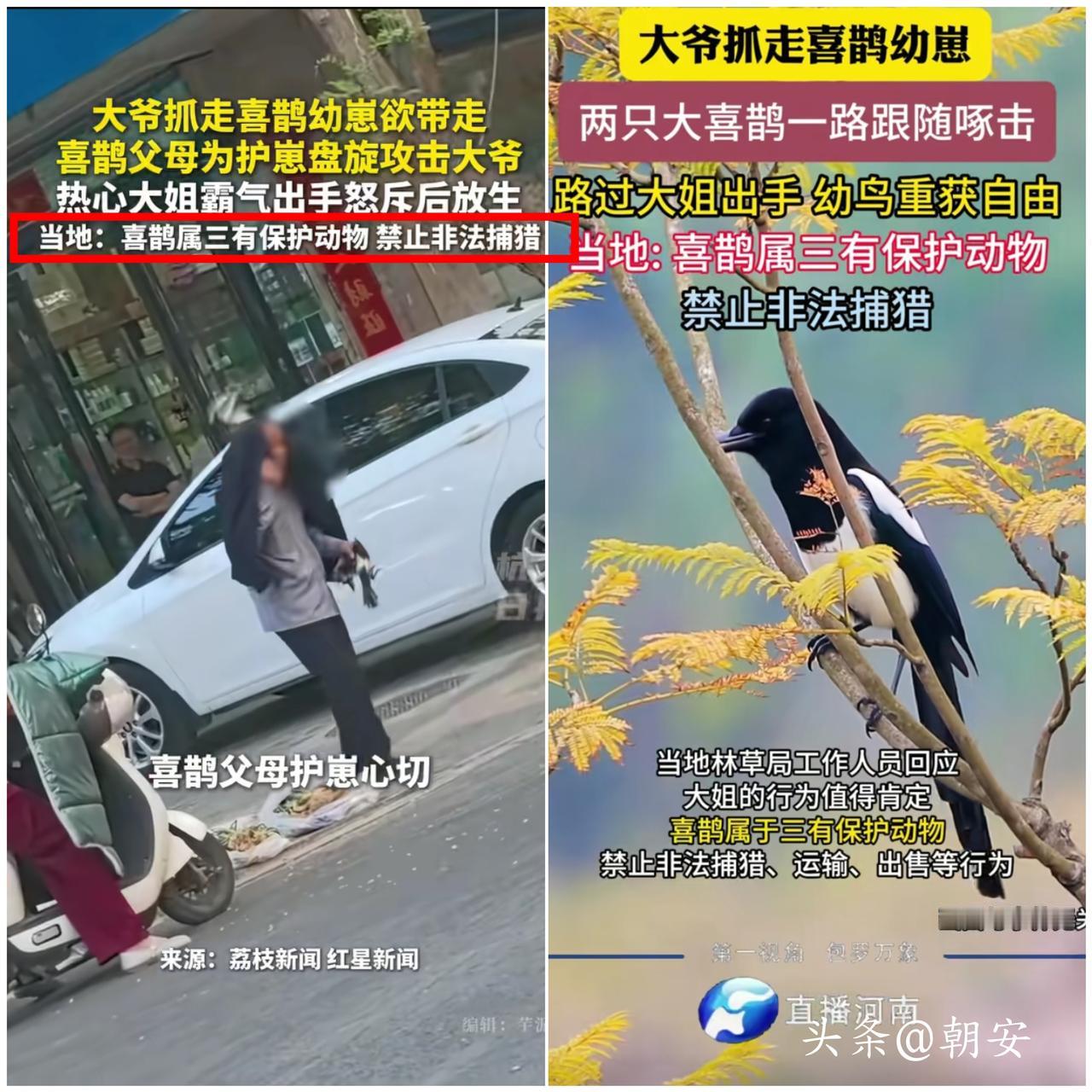 太解气！

喜鹊护崽怒怼大爷，路人做法太圈粉！
 
路边喜鹊幼鸟刚学飞，竟被大爷