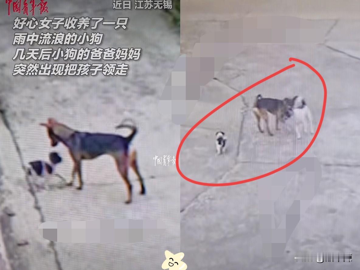 “解释不清了！”近日，江苏一女子捡了一只流浪的小狗，就收养了，没几天突然不见，本