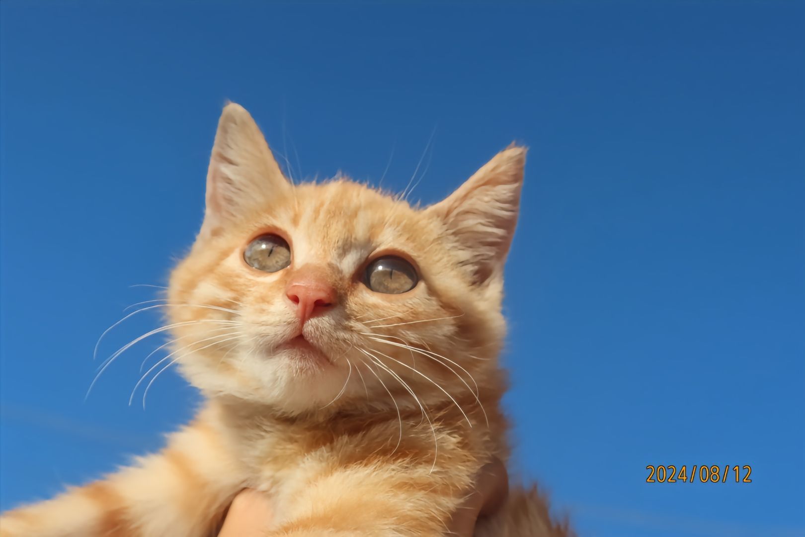 小猫写真#好运小猫 ##橘猫# ​​​