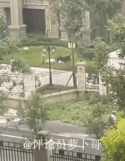 央媒发声！必须对狗主人绳之以法！警方通报来了！不栓绳黑狗小区里咬两岁半娃娃，狗主