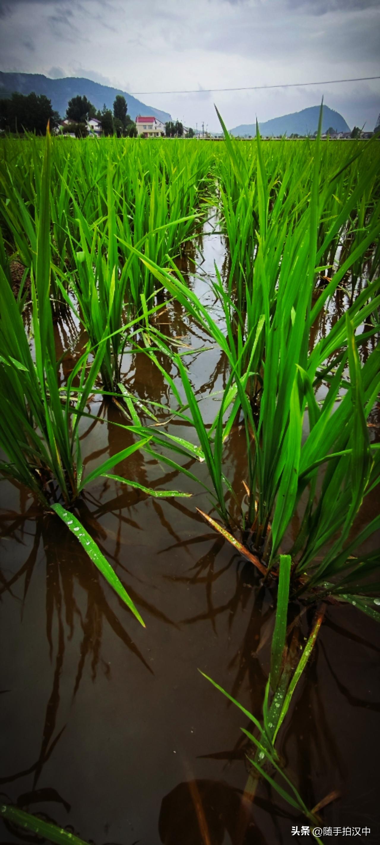 稻田边的水渠潺潺流淌，云在水田上浮荡，不疾不徐地，比水要缓慢，在空中留下银白或淡