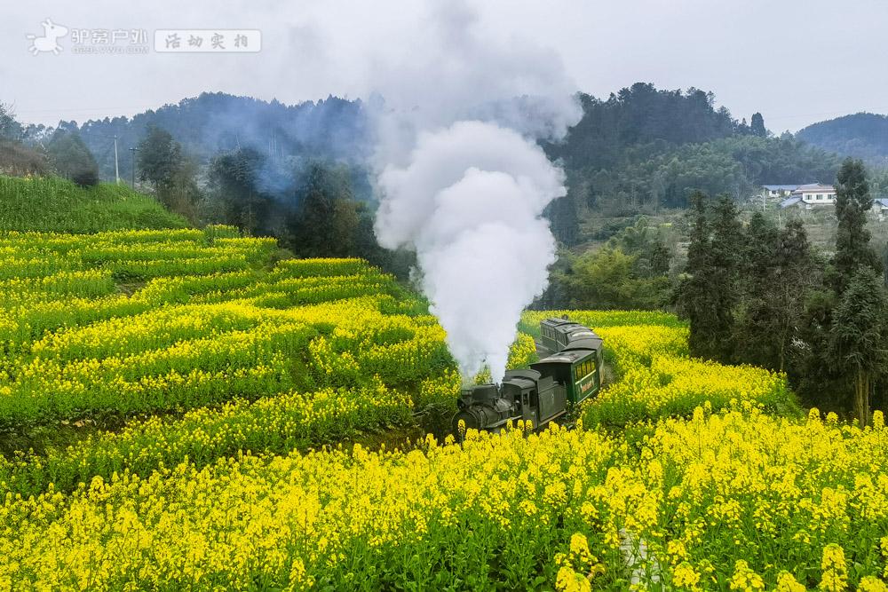 四川犍为-嘉阳小火车，原来真的有穿越春天油菜花海的小火车！