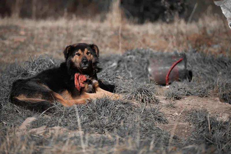 泪目！某地一男子养了条狗，可咋养都不亲近，无奈只能放生。他把狗装进绿麻袋带到野外