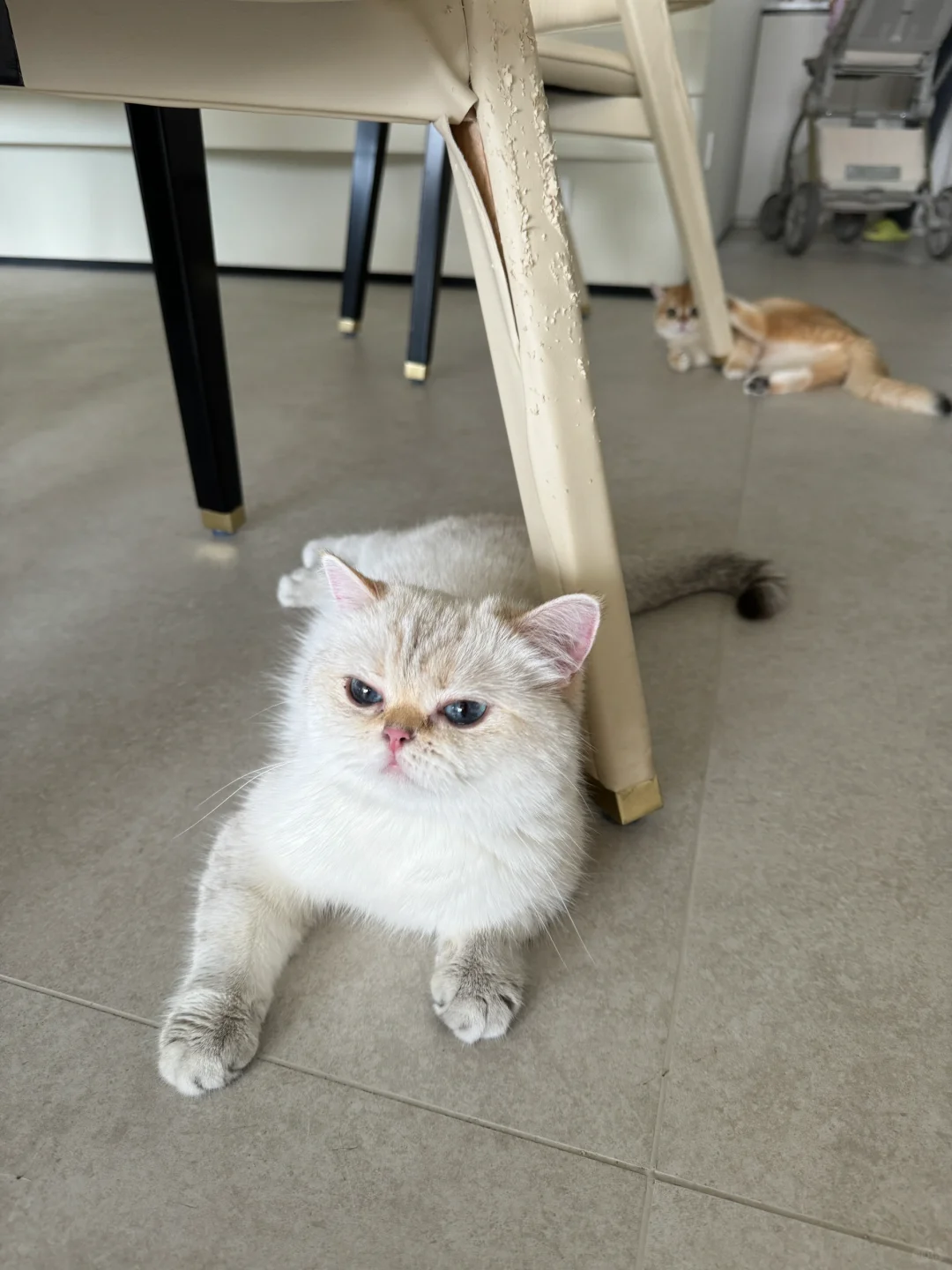 养猫人迟早还得学会装瞎