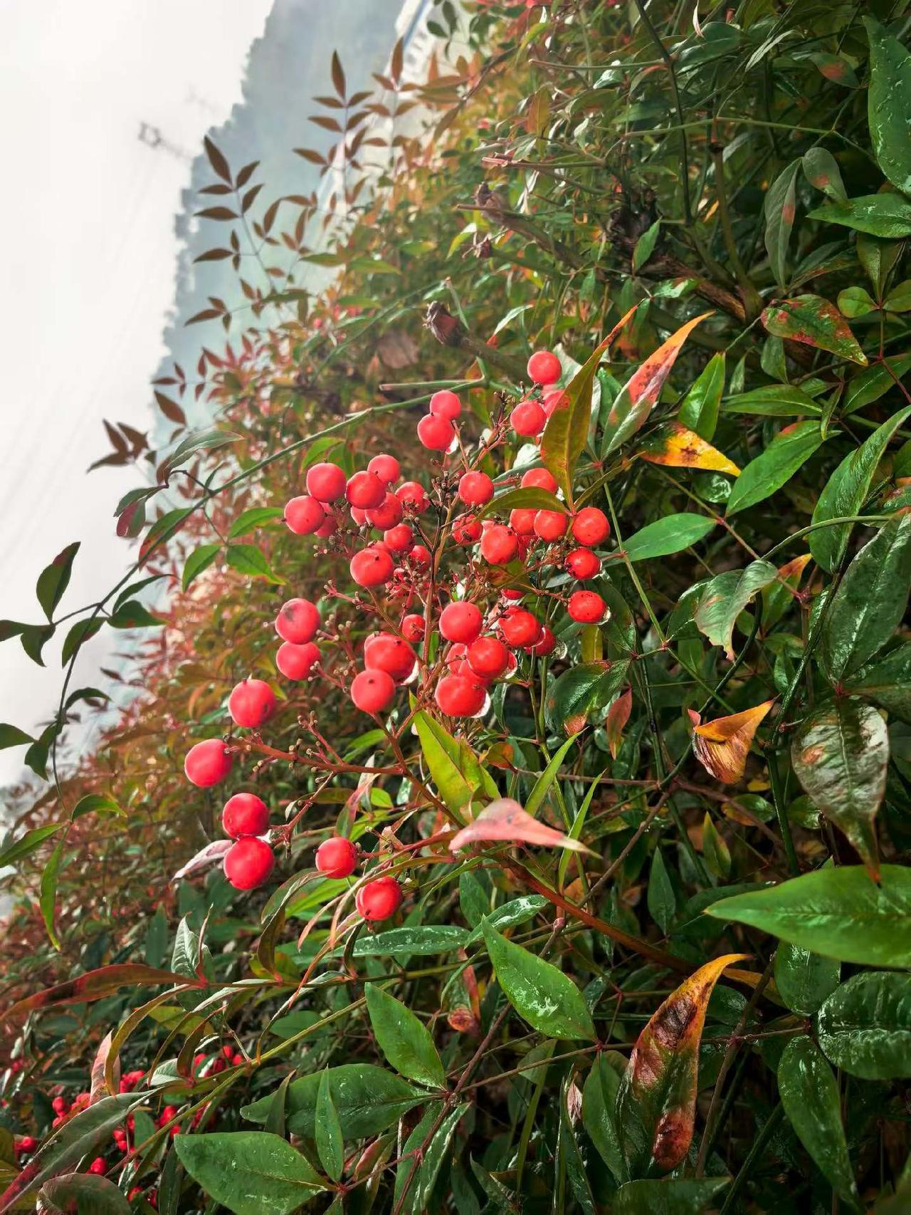 娶老婆十一不要注解
最近，网上流行娶老婆十一不要，其具体内容为： 1、不娶二婚女