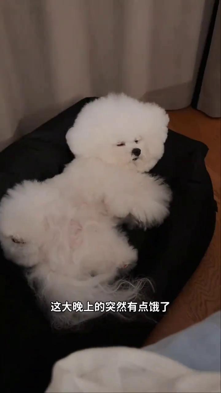 这大晚上的突然有点饿了，不知道有没有小狗愿意陪我下楼去趟超市。如果小狗愿意陪我下