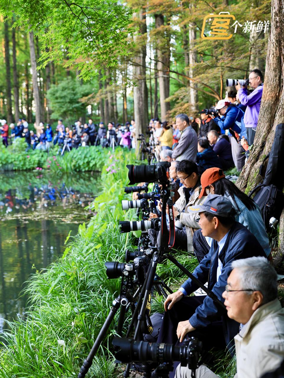 《凌晨五点西湖边已无空位！有人半夜两点跨城赶来，这一幕直接封神》

五月西湖
又