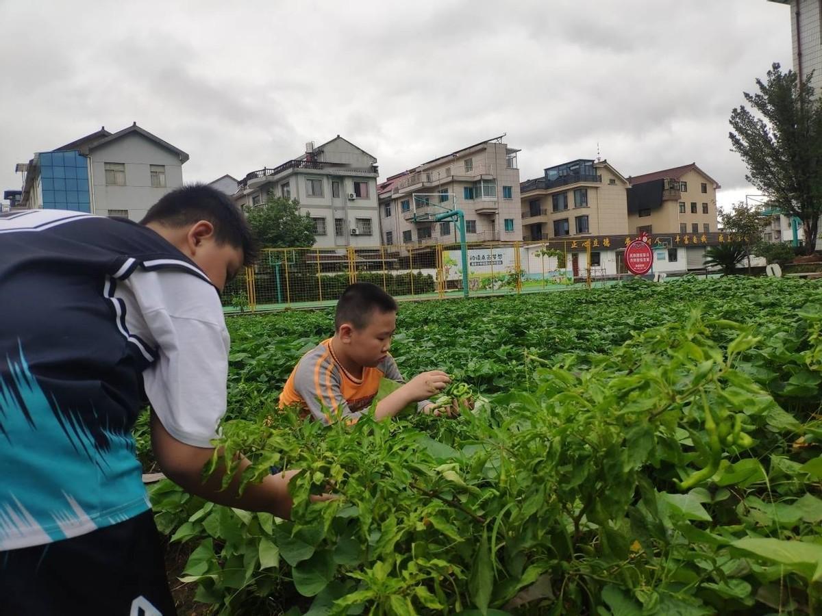七岁男孩去地里摘辣椒，不慎走丢，村民们连夜搜寻却一无所获。几天后，全家陷入绝望时
