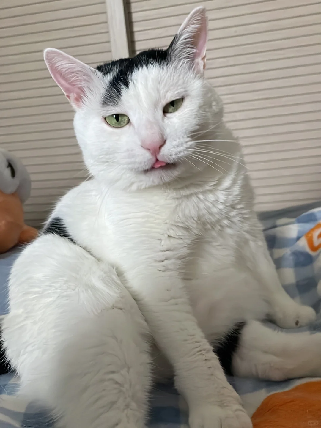 为什么有点像火鸡呢