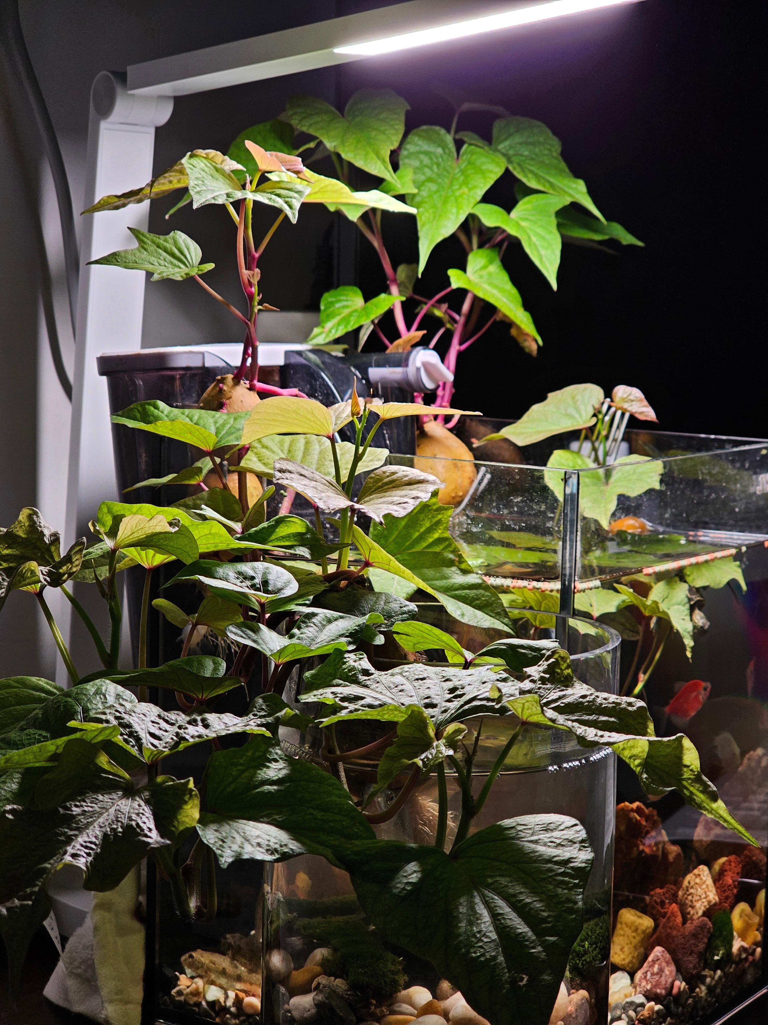 三棵鸡蛋大小的红薯，用窗帘钩挂在鱼缸壁上，一个多月时间长成热带雨林了。 ​​​