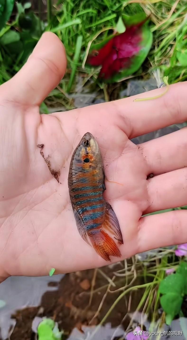 中国斗鱼，乡间的田边水沟里常见的一种鱼。小时候在广东的农村，经常在水沟里捕捉这种