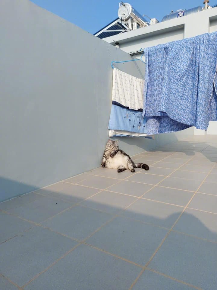 楼顶发现一只晒太阳的大猫...[太开心]