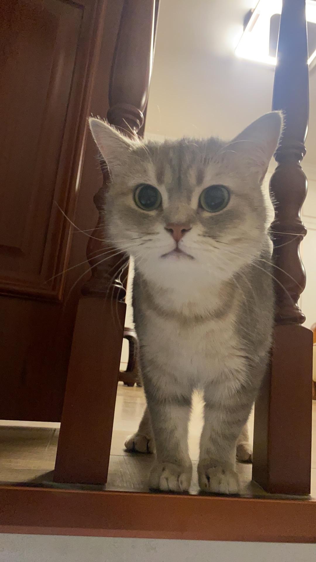 【标题：猫狗打架的罪责认定～动物界的“民法典”】。               