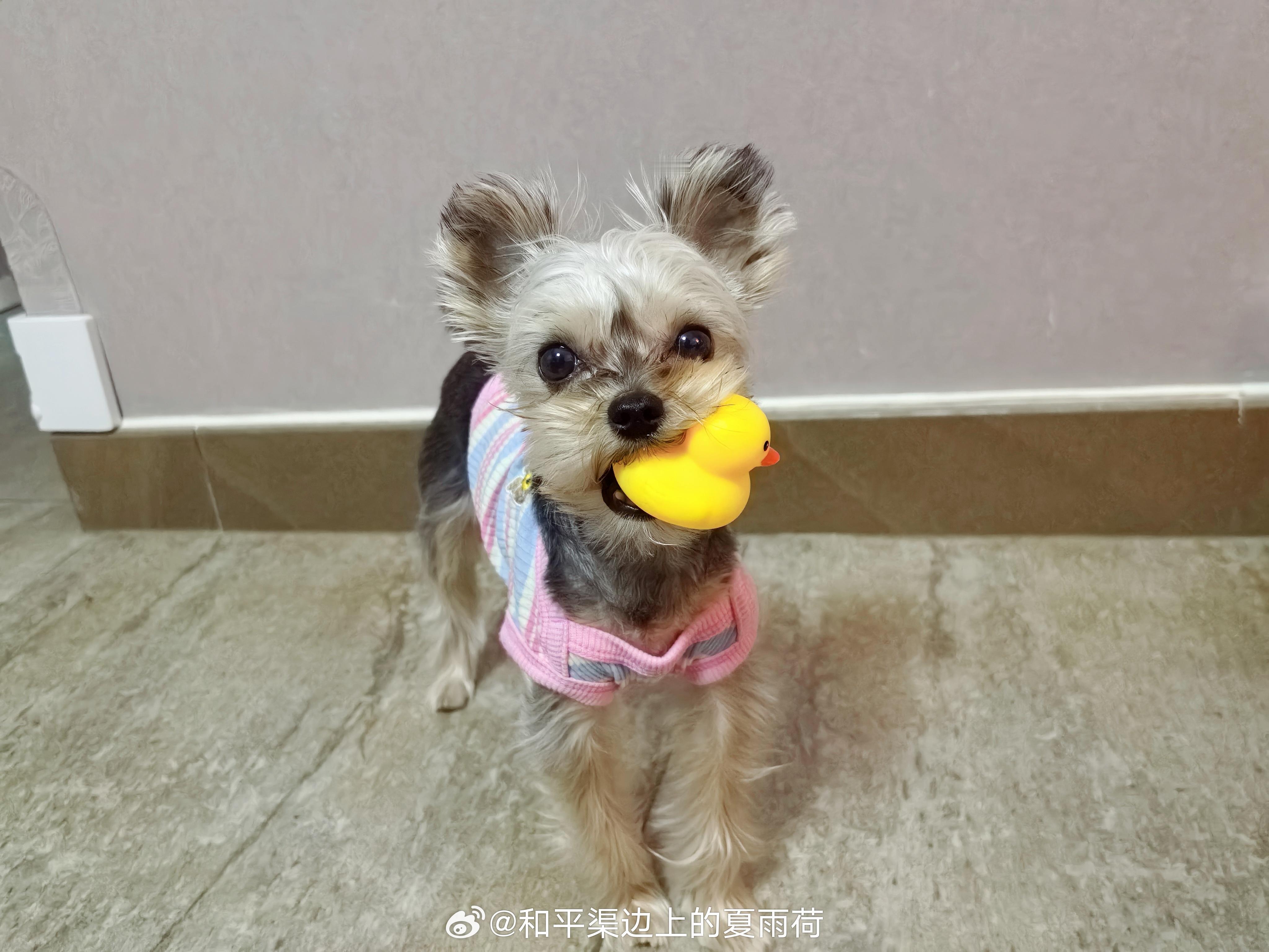 [狗粮]尕稀罕 ​​​