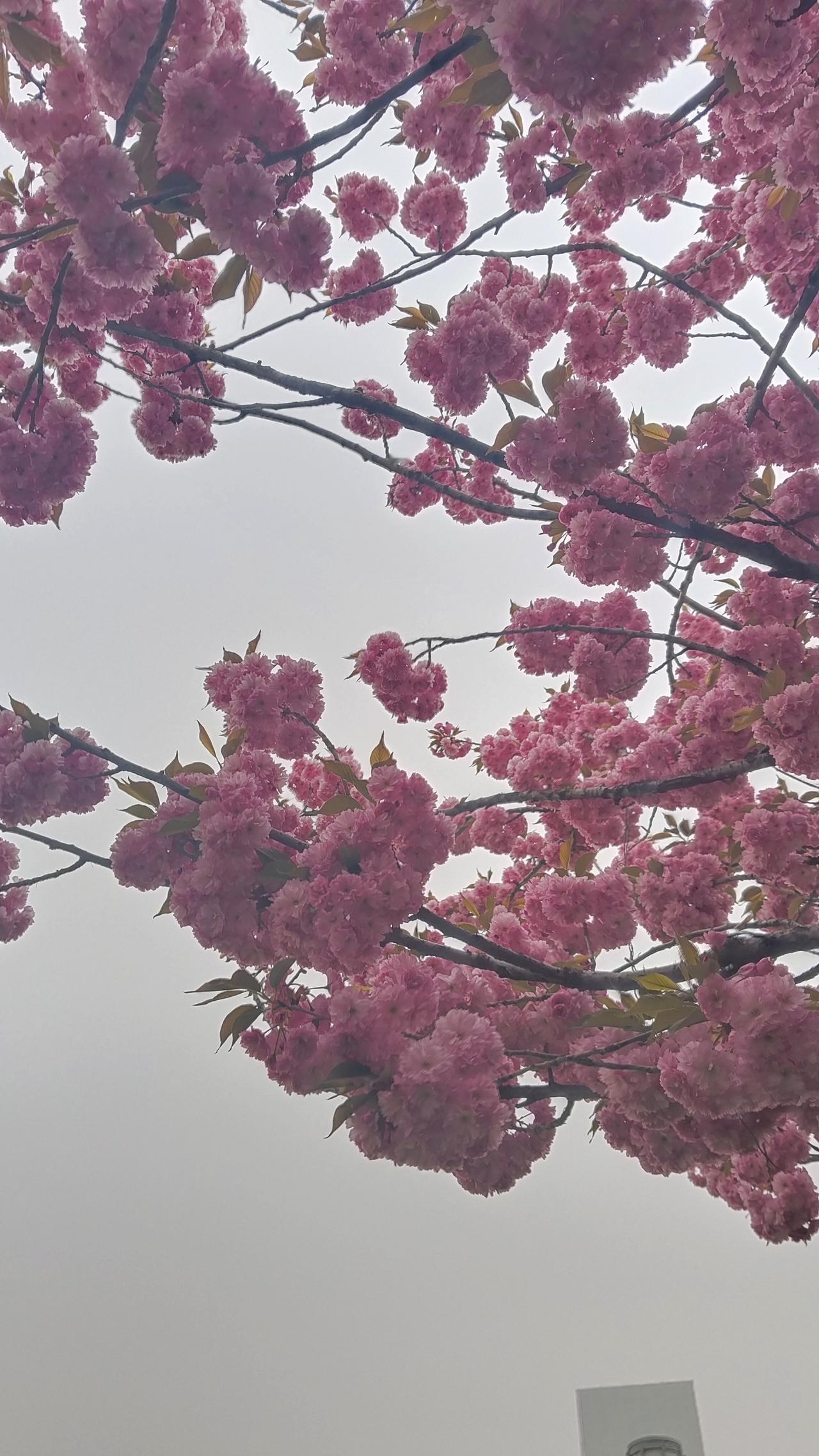 樱花绽放，浪漫自来。绝美自然图片中的樱花，着实令人沉醉。记得曾看到一张樱花图，满