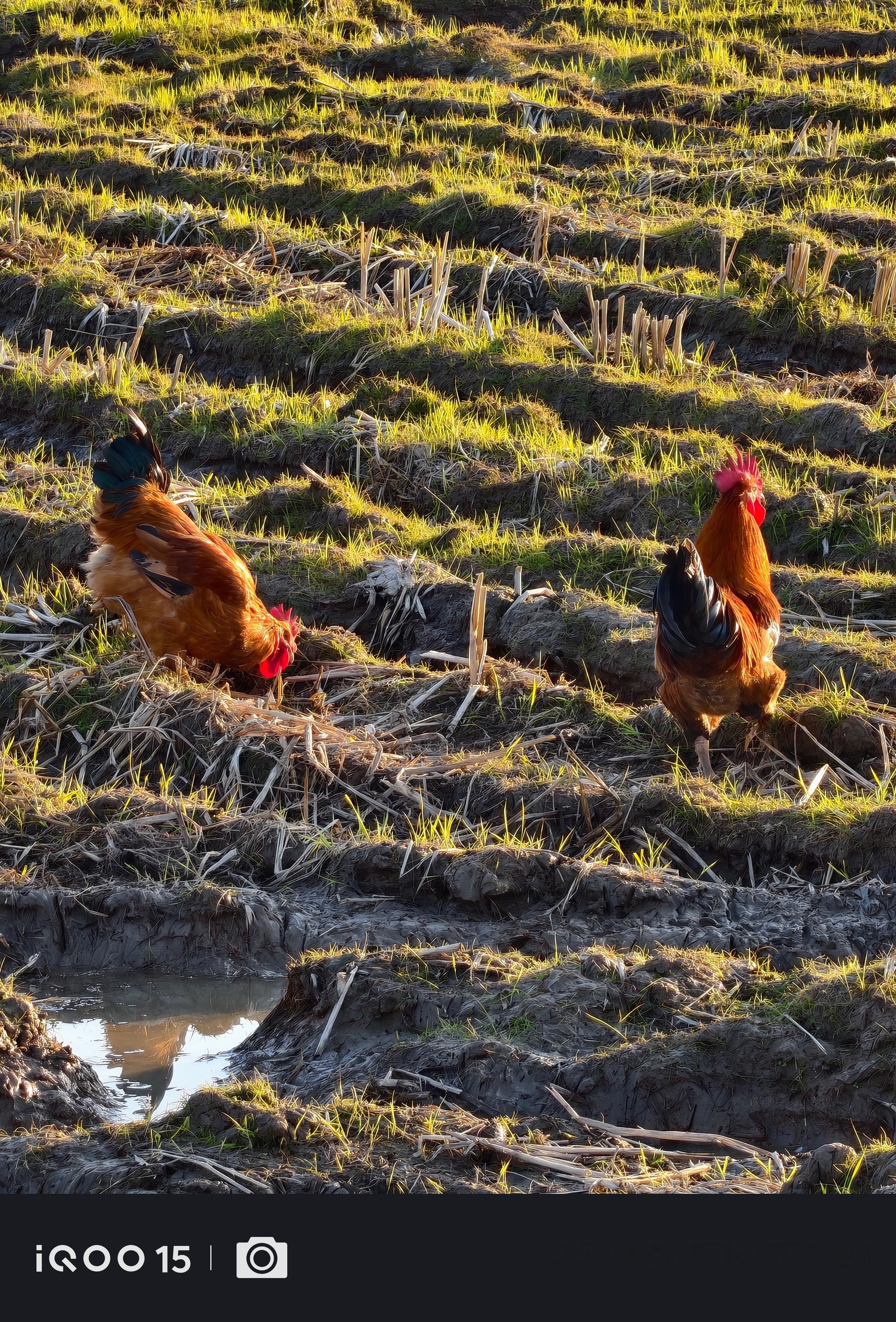 这两天怎么咔咔降温了，昨天穿的薄薄的，今天加了两件和薄外套，晚上都有被冷到