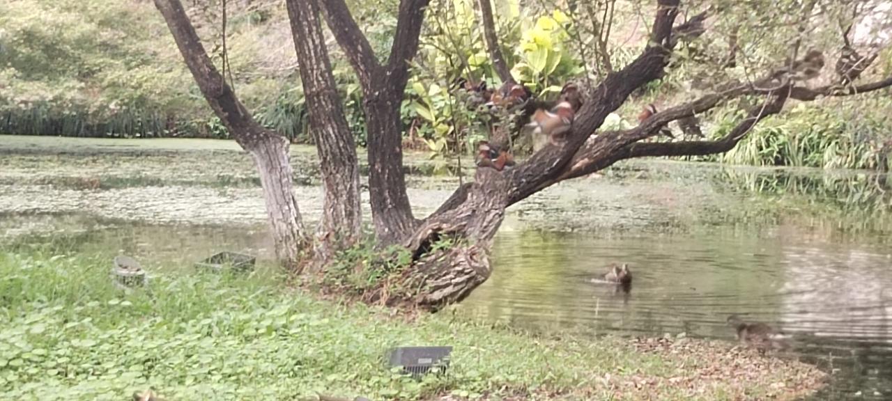人说鸳鸯戏水，但此对鸳鸯是戏树