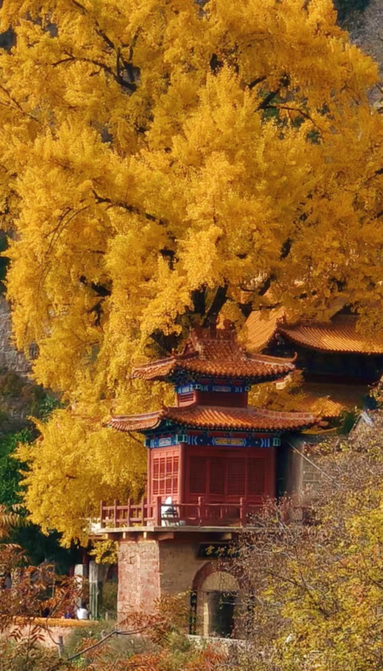 接下来的天桂山是这个样子的，如此盛景，你不来看看吗？于青龙观里，邂逅千年银杏！@