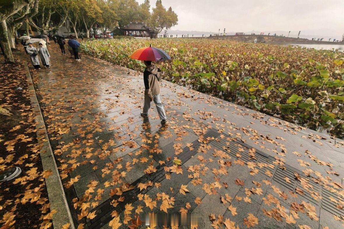 【 】有人说，今年杭州的季节转换就跟玩儿似的。10月18日（原预报为19日，但因