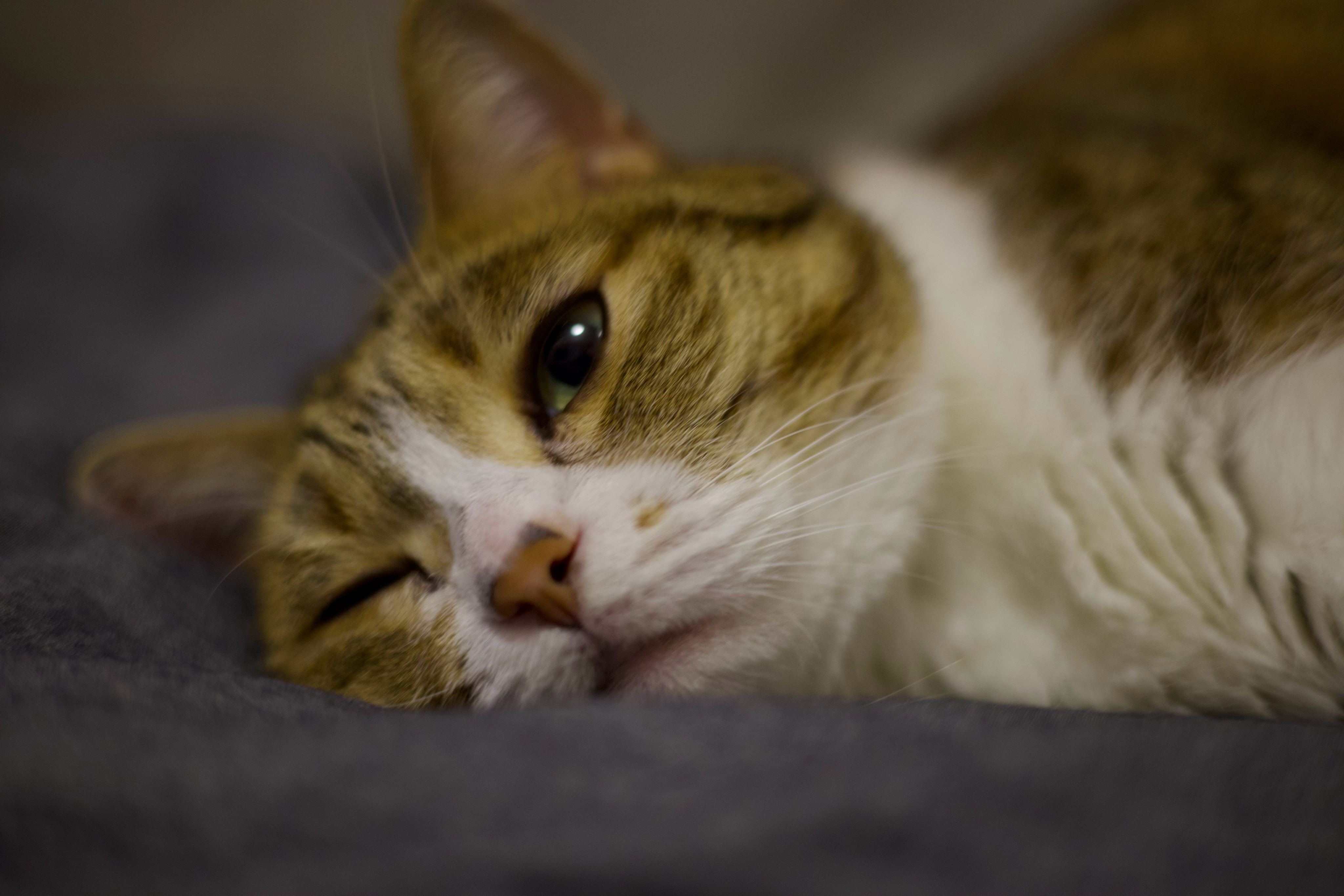猫困 ​​​