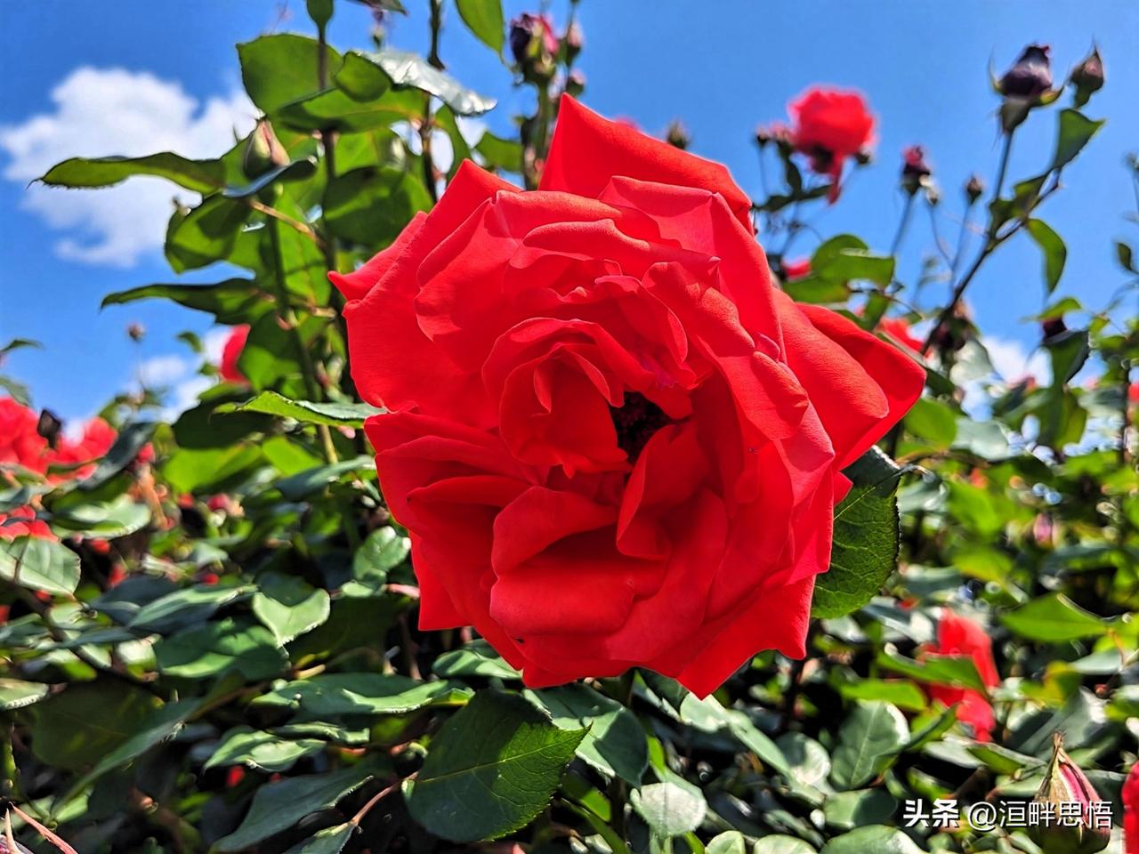 惊艳的红粉月季，绽放在蓝天白云下，美得令人窒息！🌹🌞