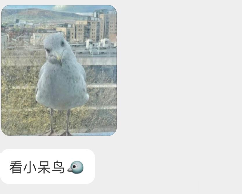 窗外的鸥鸥[开学季]好呆萌可爱 ​​​