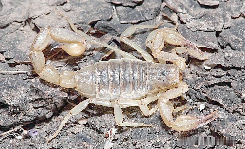 今天在院子的角落里，发现一个大蝎子，吓我一大跳，差点被它蛰到，现在想想真后怕。
