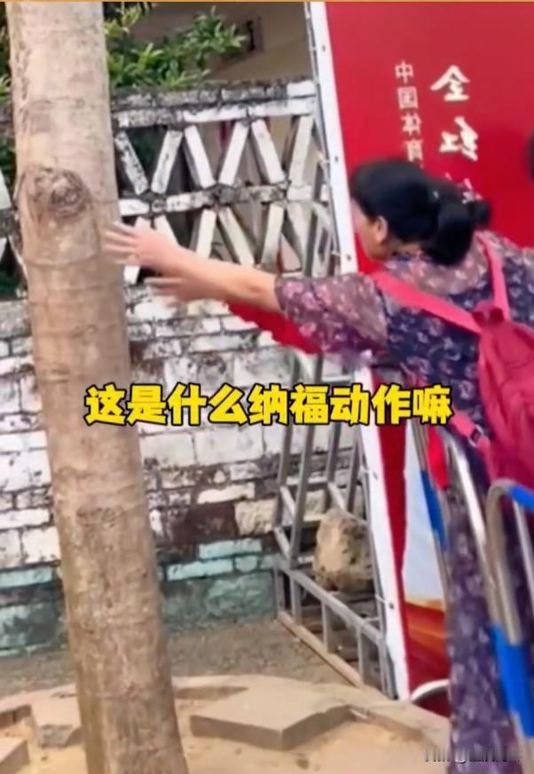 这是什么神操作？全红婵家门口的树被游客阿姨疯狂抚摸。
这棵树就是广东很常见的凤凰