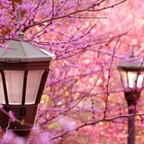 玲叶热看国际