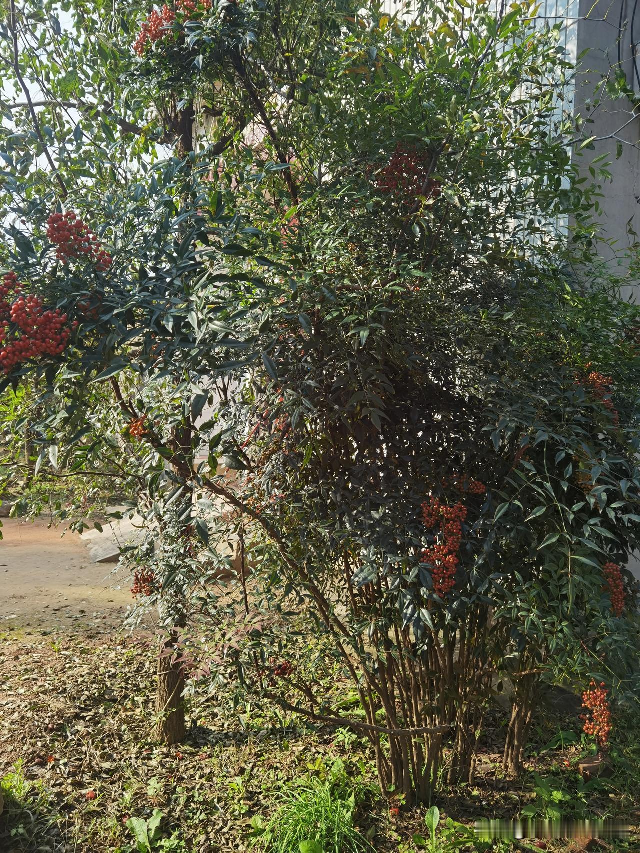 雨后的南天竹，叶子翠绿翠绿的，枝头挂满了红通通的果子，一串一串的，跟小红玛瑙似的