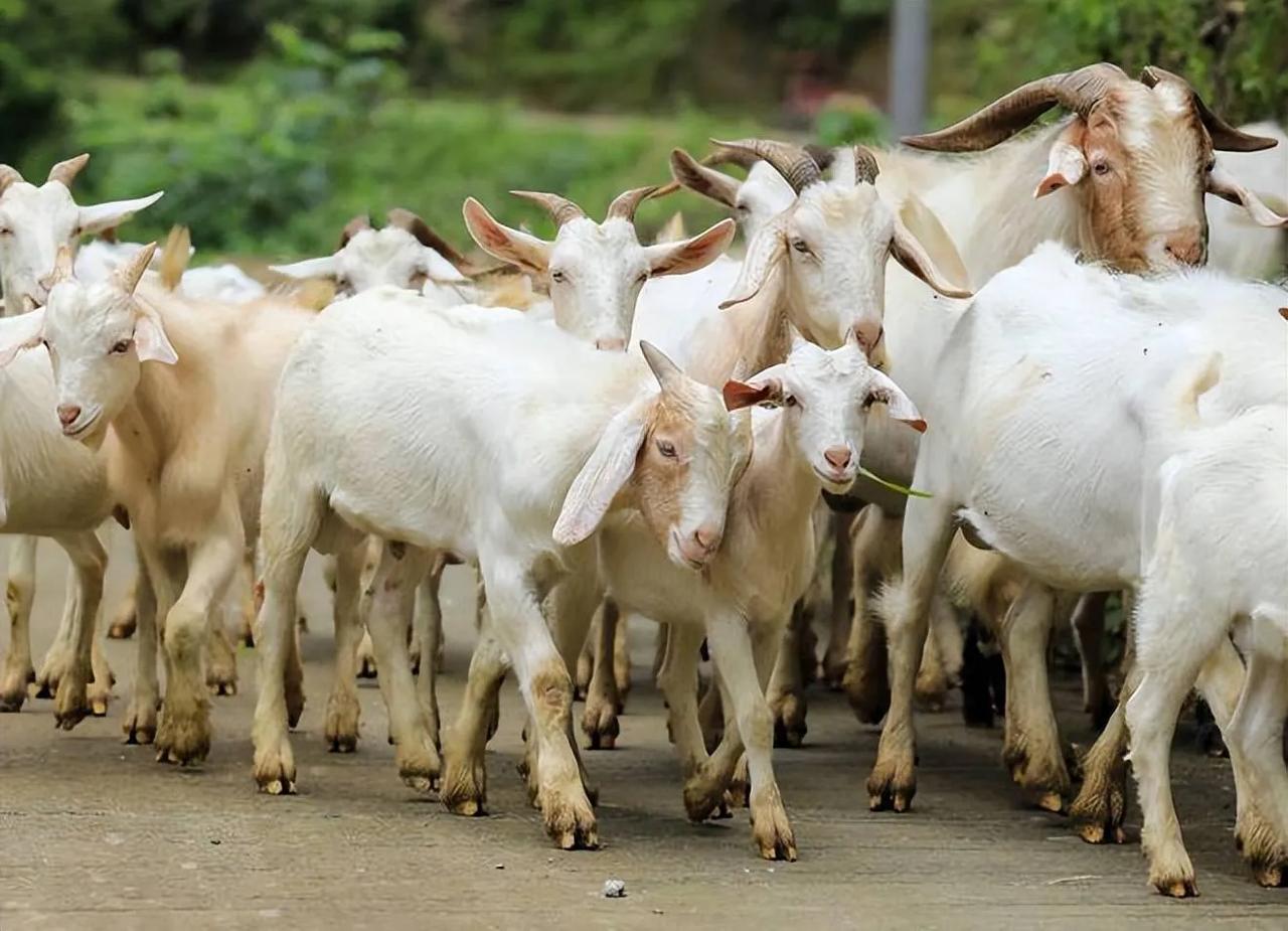 120只羊被毒害，凶手居然是好友[震惊]
12月25日晚，山西晋中一农户发视频称