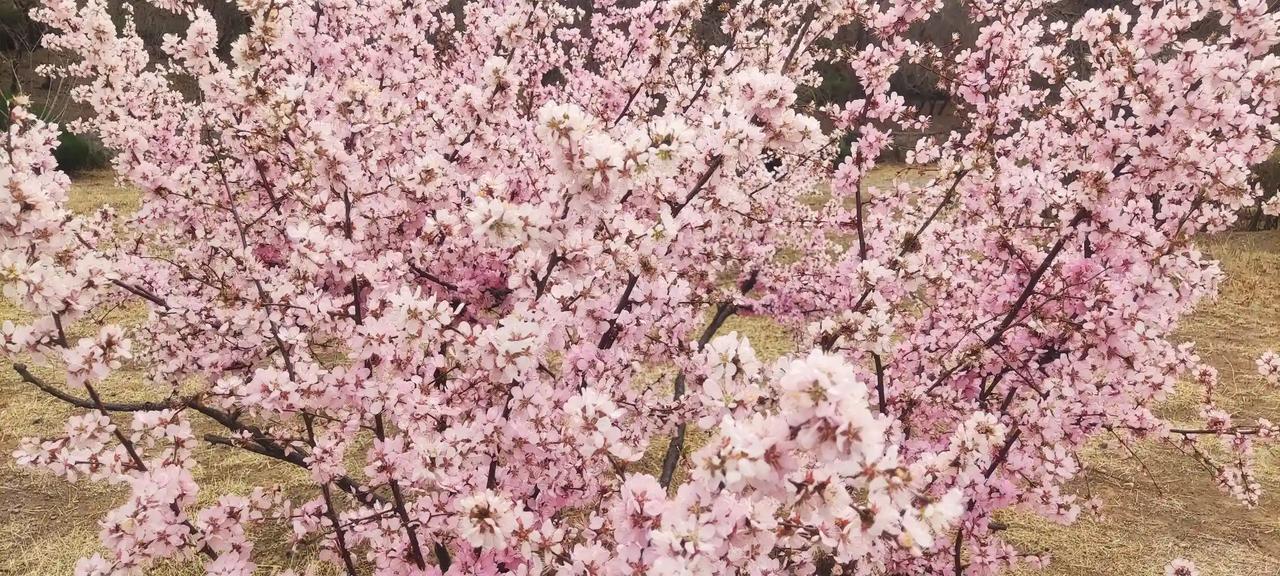 春天，看花就行了，别那么多感慨！[捂脸][捂脸][捂脸][捂脸]